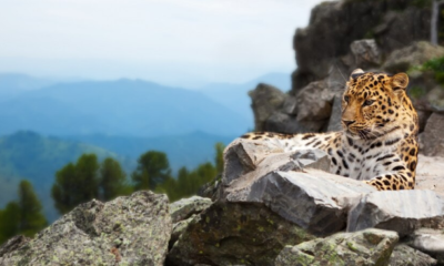 Unleashing the Power: Understanding Jaguar Speed in the Wild