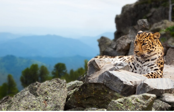 Unleashing the Power: Understanding Jaguar Speed in the Wild