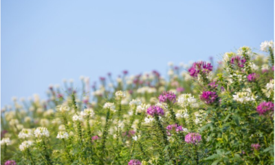 blooming garden: Nurturing a Blooming Garden with Eco-Friendly Practices