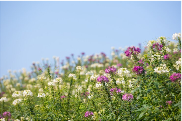 blooming garden: Nurturing a Blooming Garden with Eco-Friendly Practices